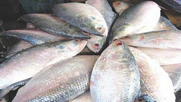 ইলিশ উৎপাদনে বাংলাদেশ শীর্ষে