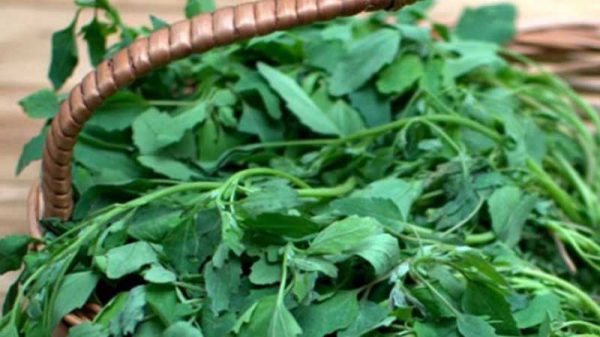 কিডনি ভালো রাখতে যে শাক খাবেন