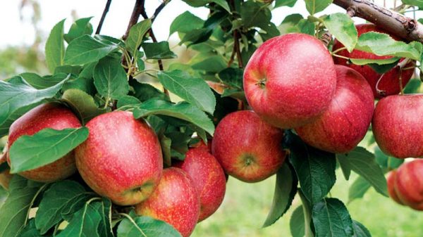 জেনে নিন, উপকারী ফল আপেলের ক্ষতিকর দিক