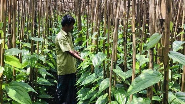 পাহাড়ে মিষ্টি পানের চাষ কেন করবেন?