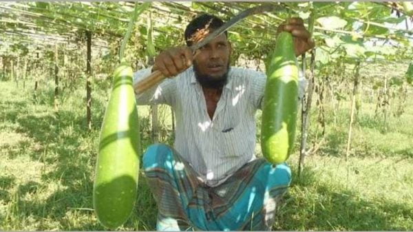 বারোমাসি লাউ বিক্রি করে লাখপতি রাশেদ