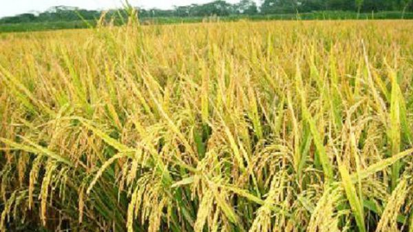 হাওরাঞ্চলের জন্য নতুন জাতের ধান উদ্ভাবনে ইরি-ব্রির যৌথ গবেষণা