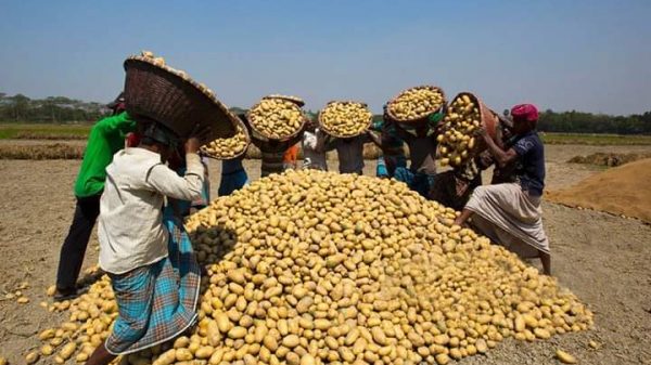 অবৈধভাবে আলু মজুদ রাখলেই ব্যবস্থা : জেলা প্রশাসকদের চিঠি