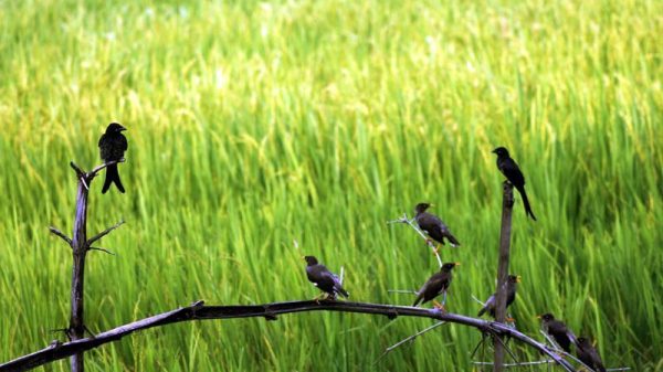 পার্চিং পদ্ধতিতে ফসলের ক্ষতিকর পোকা তাড়ানোর উপায়