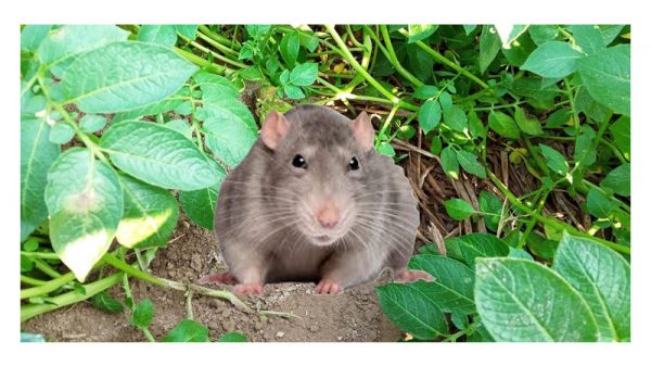 ফসলের খেতের ইঁদুর তাড়ানোর উপায়