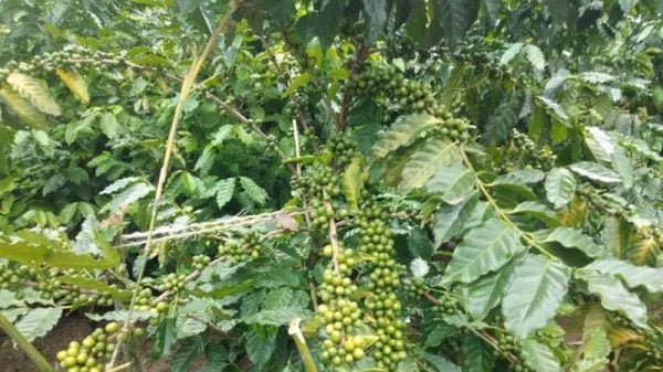 রংপুরে কফি চাষের উজ্জ্বল সম্ভাবনা