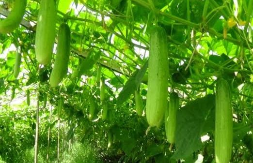 শসা চাষে ভাগ্য বদলানোর স্বপ্ন দেখছেন কৃষকরা