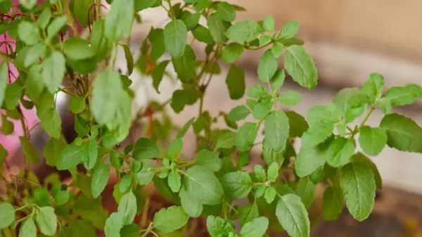 শীত সামনে, সঙ্গী করুন তুলসী পাতা