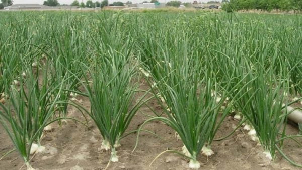 সংকট মোকাবিলায় পেঁয়াজ চাষে গুরুত্ব দিচ্ছে কৃষি বিভাগ