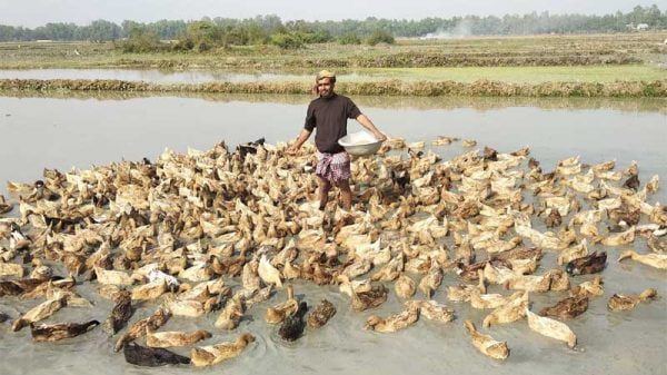 দেশি হাঁস পালন করে স্বাবলম্বী বেকার যুবকরা