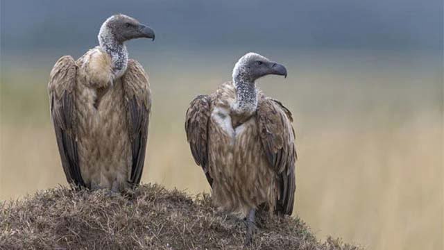 দেশে শকুন রক্ষায় নিষিদ্ধ হচ্ছে কিটোপ্রোফেন