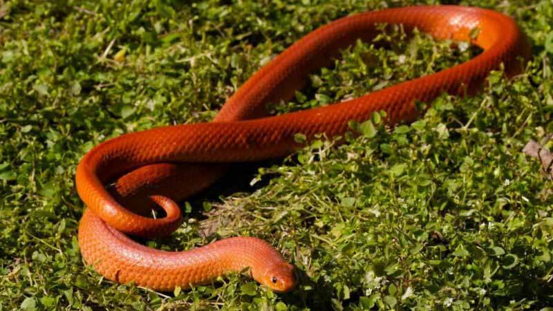বাংলাদেশে প্রথমবারের মত বিরল প্রজাতির রেড কোরাল কুকরি সাপ পাওয়া গেছে