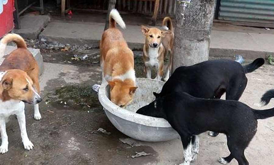 একদল কুকুর কামড়ে মেরে ফেলল শিশুটিকে!