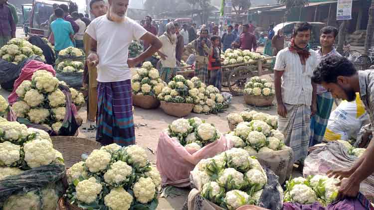বাজিতপুরে ফুলকপি ৩ টাকা পিস, বেগুনের কেজি ২ টাকা