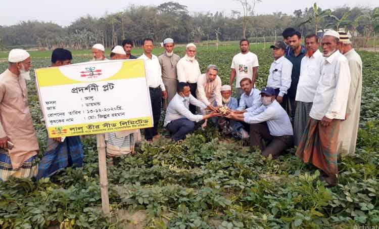 পাকুন্দিয়ায় লাল তীর আলু উৎপাদনে রেকর্ড