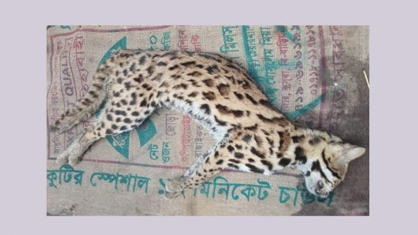 শেরপুরে মেছো বাঘের কামড়ে আহত ১