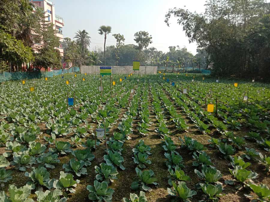 ত্রিশালে এক শ একর জমিতে বিষমুক্ত সবজি চাষ