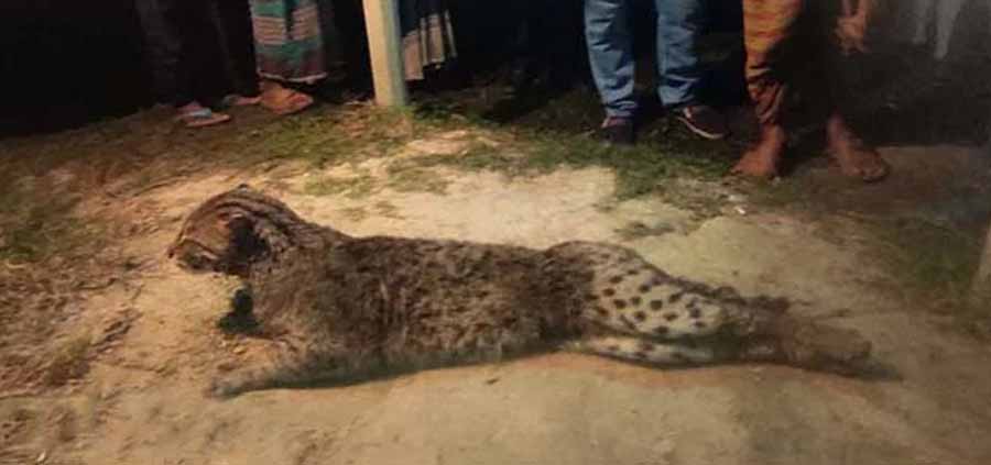 পূর্বধলায় মাছ খেতে গিয়ে ধরা পড়ল মেছো বাঘ