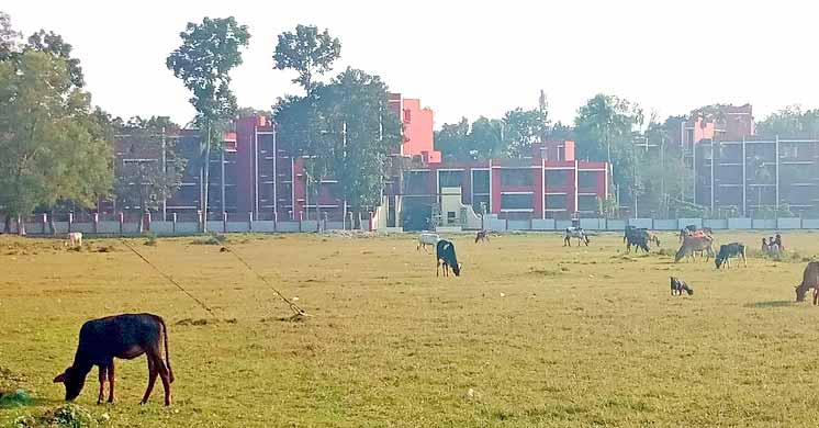 বাকৃবির খেলার মাঠ এখন যেন গোচারণ ভূমি!