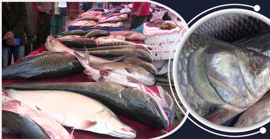 ‘কুড়িখাই’ মেলা থেকে মাছ নিয়ে শ্বশুরবাড়ি যেতে হয় জামাইদের