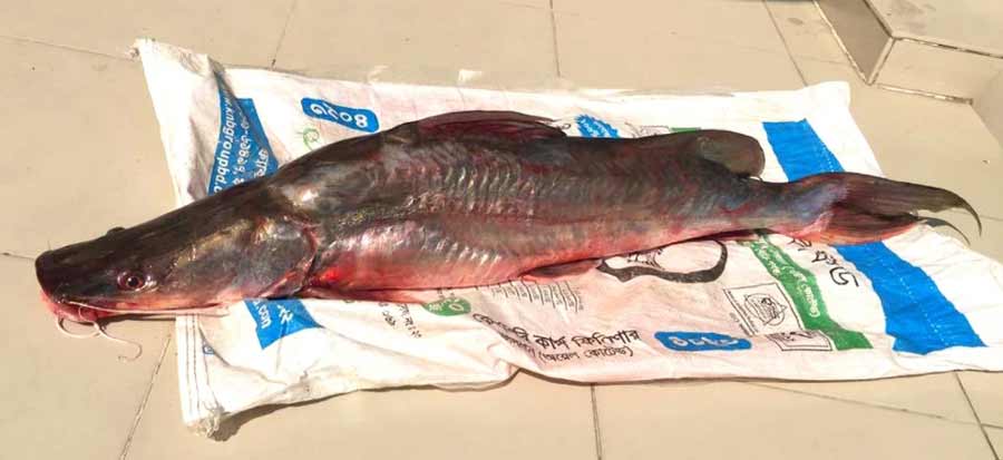 তাড়াইলে বিলে ধরা পড়ল ৯ কেজির আইড় মাছ