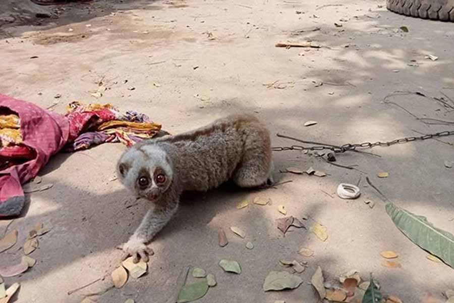 নেত্রকোনায় বিলুপ্ত প্রজাতির লজ্জাবতী বানর উদ্ধার