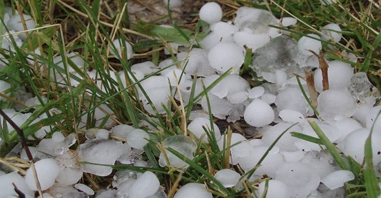 নেত্রকোনায় ব্যাপক শিলাবৃষ্টি, ফসলের ক্ষতি