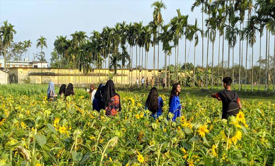 বাকৃবিতে ঘুরতে এসে গবেষণার ফসল নষ্ট করছে বহিরাগতরা