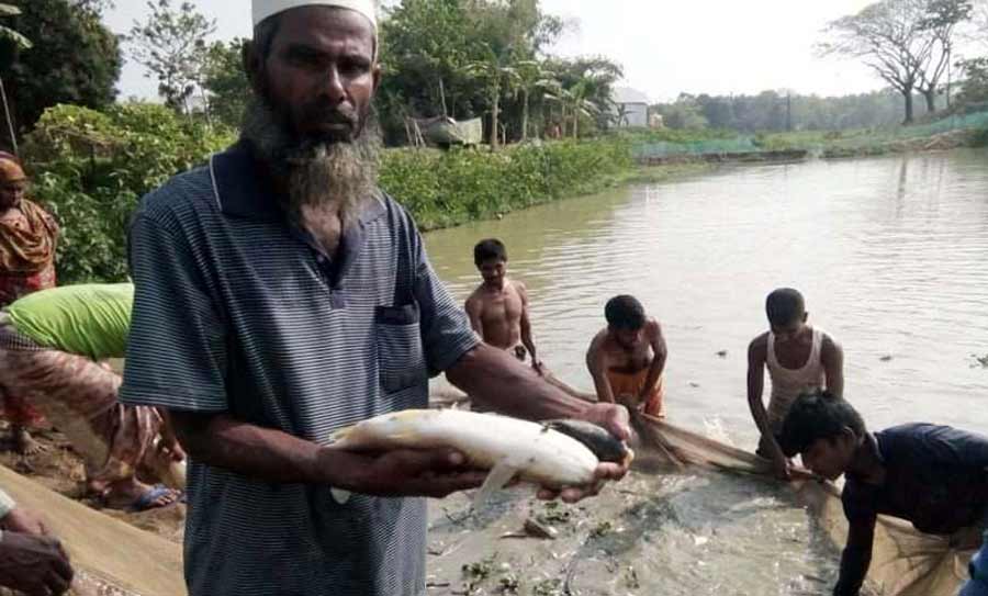 বিষ দিয়ে সাড়ে ৩ লাখ টাকার মাছ নিধন