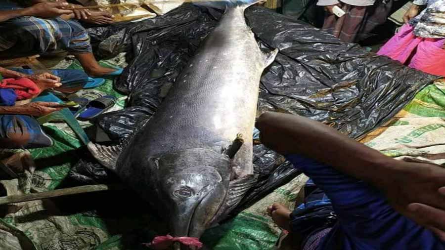 পাকুন্দিয়া বাজারে ১১১ কেজি ওজনের সামুদ্রিক মার্লিন ফিস