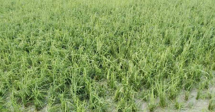 নেত্রকোনায় শিলাবৃষ্টিতে ফসলের ব্যাপক ক্ষতি