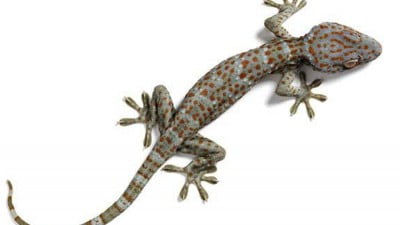 কিশোরগঞ্জে ২৮ লাখ টাকার ৭টি তক্ষকসহ পাচারকারী আটক