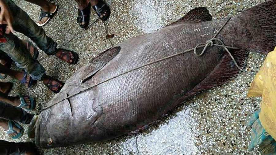 এক মাছ বদলে দিলো জেলের ভাগ্য