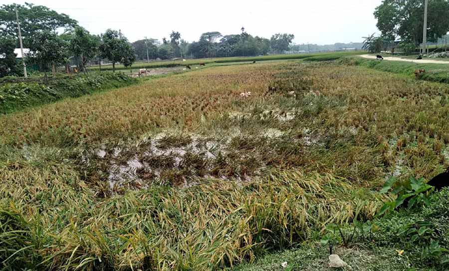 ঈশ্বরগঞ্জে কৃষকের জমির ধান কেটে নিয়ে গেছে প্রতিপক্ষ