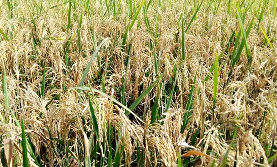 হালুয়াঘাটে ফসলি জমিতে ব্লাস্ট রোগ ছড়িয়ে পড়ছে