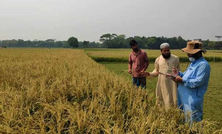 কেন্দুয়ায় ক্ষতিগ্রস্ত মাঠ পরিদর্শনে ব্রির বৈজ্ঞানিক কর্মকর্তারা