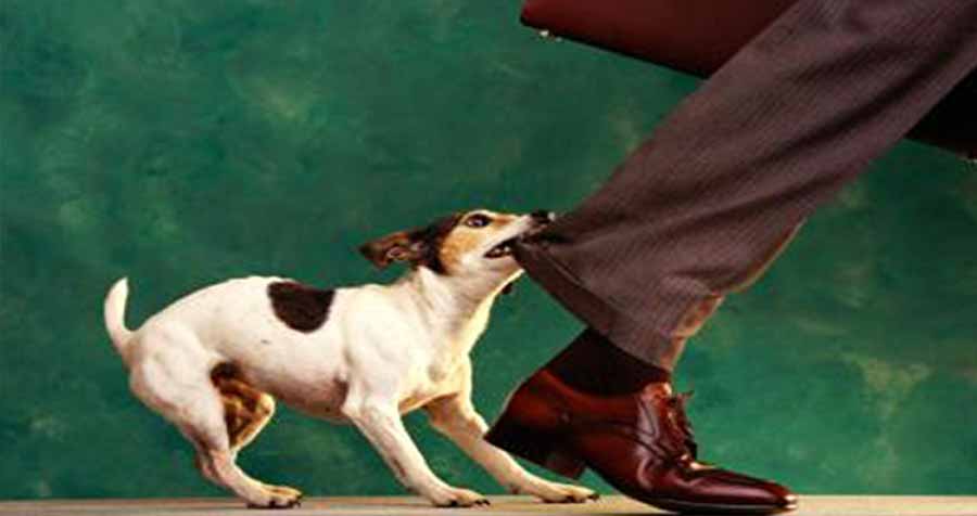 শেরপুরে এক পাগলা কুকুরের কামড়ে ২৩ জন আহত