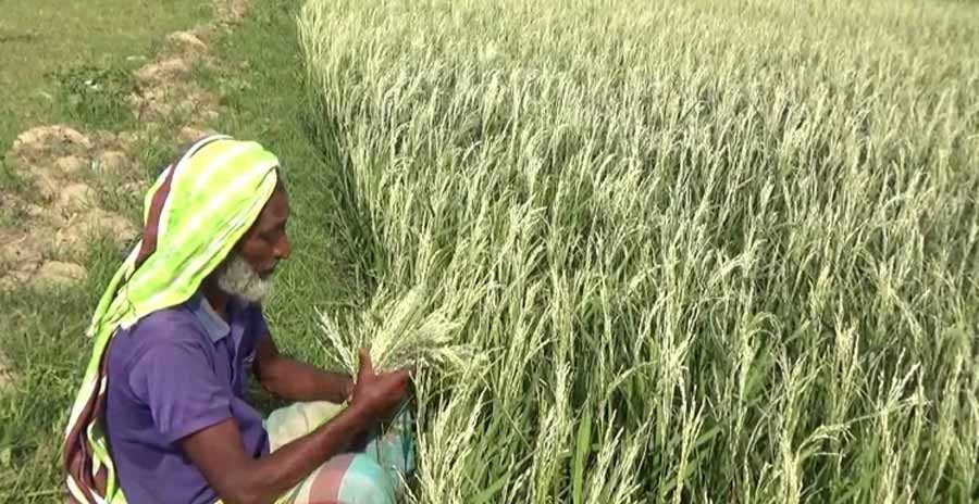 কিশোরগঞ্জে ২৬ হাজার হেক্টর জমির ধান নষ্ট