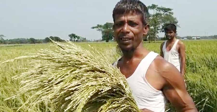 গরম বাতাসে ময়মনসিংহে আড়াই হাজার হেক্টর ধানক্ষেত ক্ষতিগ্রস্ত