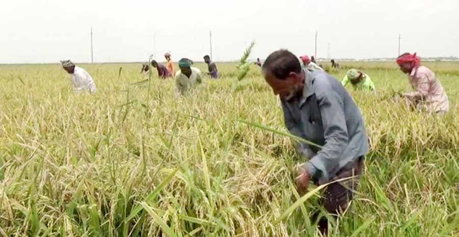 বৃষ্টির পূর্বাভাসে পাকা ধান নিয়ে শঙ্কায় হাওরের কৃষকরা