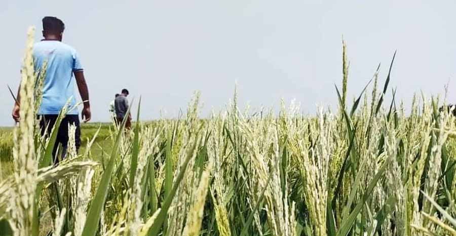 গরম বাতাস সর্বনাশ করে দিল হাওরের চাষিদের