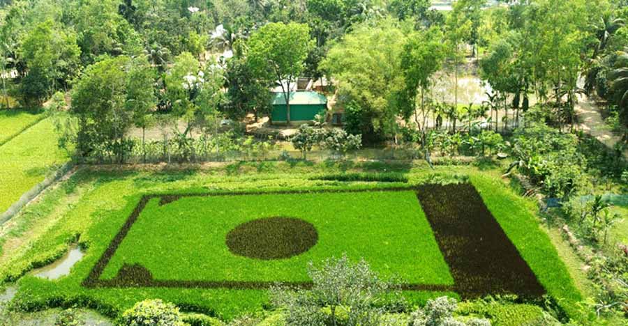 ধান খেতে জাতীয় পতাকা ফুটিয়ে তুললেন প্রধান শিক্ষক