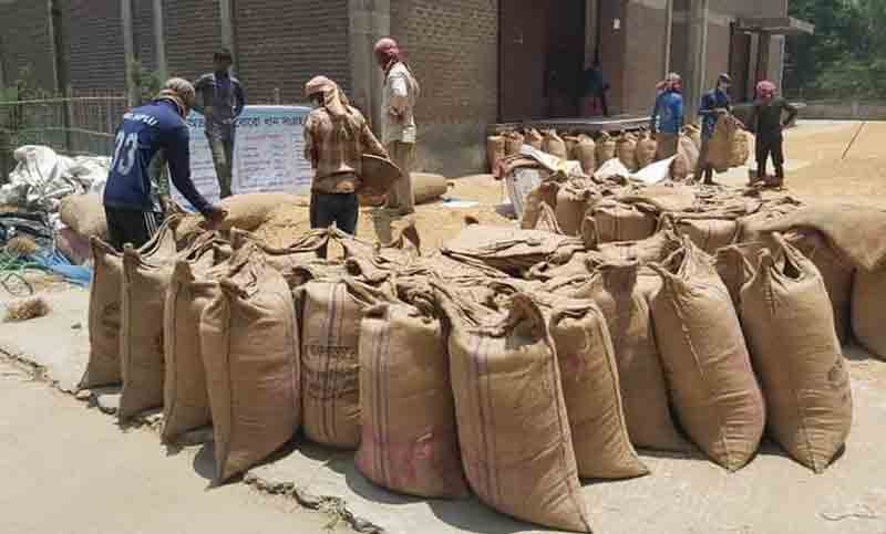 প্রভাবশালী সিন্ডিকেটের ধান নিচ্ছেন খাদ্য কর্মকর্তা, কৃষকদের মাঝে ক্ষোভ