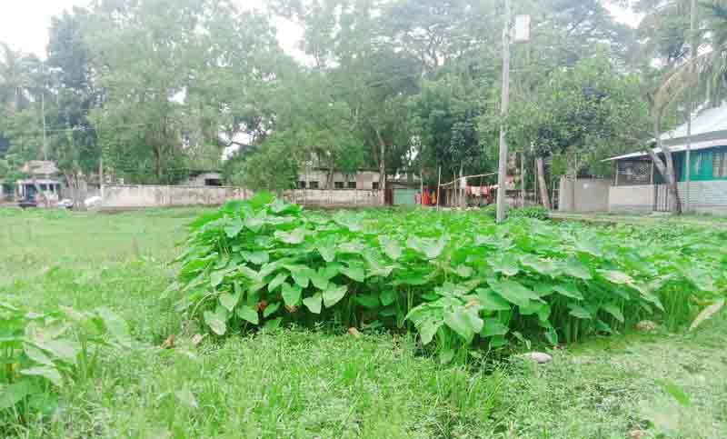 করোনায় বন্ধ বিদ্যালয়ের খেলার মাঠ এখন ডাস্টবিন