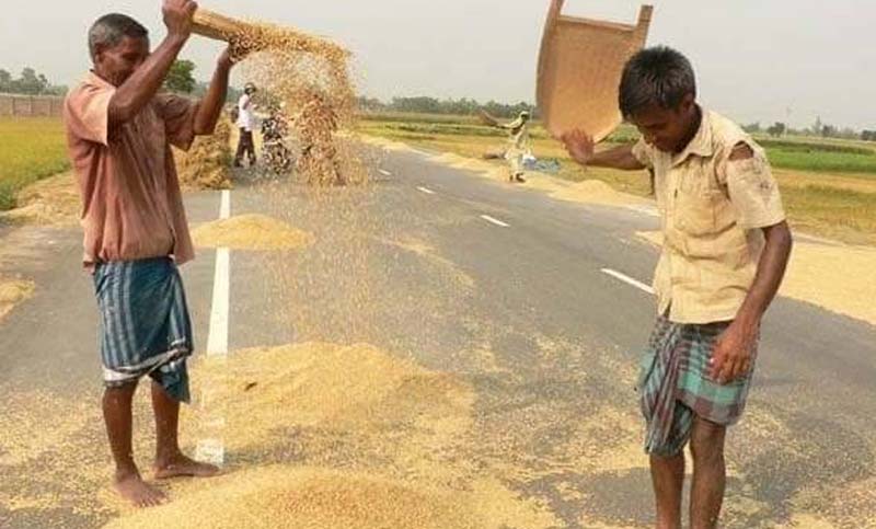 গফরগাঁওয়ে সড়কে ধান মাড়াই, ঘটছে দুর্ঘটনা