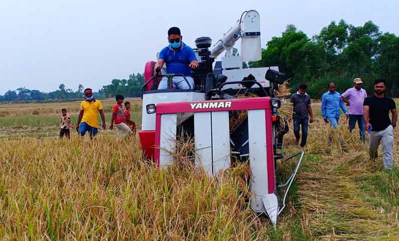 কৃষকের ধান কেটে দিলেন এমপি জুয়েল আরেং