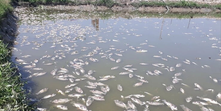 শত্রুতা করে ২৫ লাখ টাকার মাছ মেরে ফেলল দুষ্কৃতকারীরা