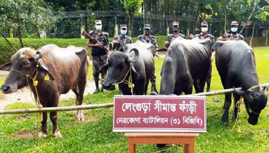 কলমাকান্দায় চারটি ভারতীয় মহিষ আটক