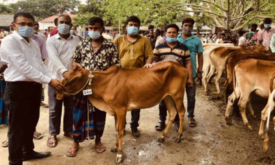 দেওয়ানগঞ্জ অতি দরিদ্র জনগোষ্ঠীর মাঝে ১৯১টি গরু বিতরণ
