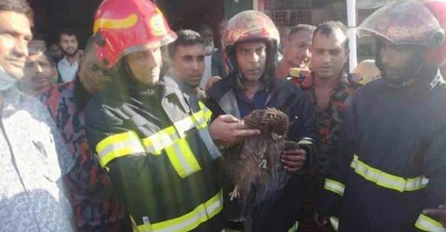 মোবাইল টাওয়ারে ৩ দিন আটকে থাকা চিল উদ্ধার করল ফায়ার সার্ভিস